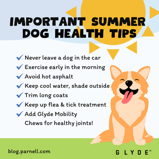 View of Top 7 Dog Days of Summer Health Tips
